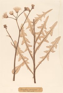 Akkerdistel