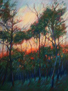 Gloed bij zonsondergang in het bos