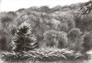 Tekening van een dennenbos door Corné Akkers