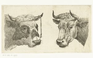 Kop van stier met touw aan horen en kop van koe door Cornelis  Bisschop