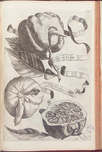 Gehoornde Sinaasappel, plaat 409 uit "Hesperides sive de Malorum Aureorum Cultura et Usu Libri Quatuor" door Giovanni Battista Ferrari, 1646 door Cornelis Bloemaert
