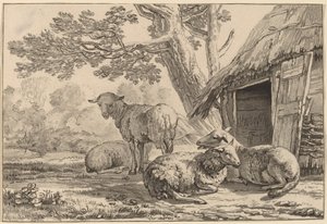 Schapenkooi