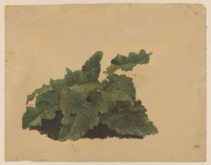 Bladeren van een Rabarberachtige plant