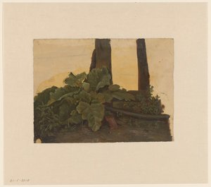 Planten aan de voet van een boomstam