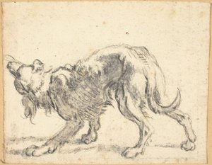 Een hond