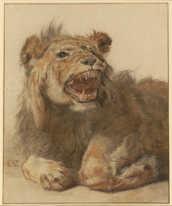 Een grommende leeuw, c.1625-33 door Cornelis Saftleven