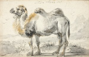 Een kameel door Cornelis Saftleven