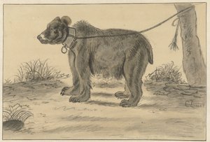 Beer die vastgebonden is aan een boom door Cornelis Saftleven