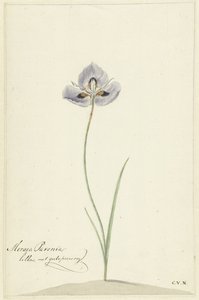 Iris door Cornelis van Noorde