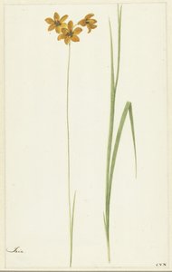 Ixia