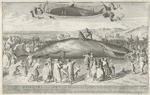 Potvis gestrand bij Egmond aan Zee, 1764