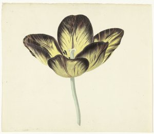 Tulp genaamd Bizard Egiptienne