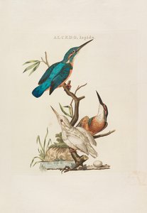 Nederlandsche vogelen: volgens hunne huishouding, aert, en eigenschappen, 1770-1829 door Cornelius Nozeman