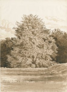 Wrottesley Hall - De Struikgewassen