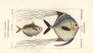 Afrikaanse pompano, Alectis ciliaris, Blepharis ciliaris, Blefaride ciliare en ponyvis, Poulain ruse, Leiognathus equulus