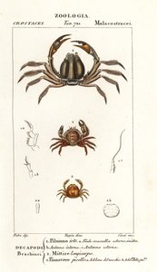Stekelige krab, Pilumnus hirtellus, lichtblauwe soldatenkrab, Mictyris longicarpus, erwtenkrab, Pinnotheres pisum door Corsi Corsi