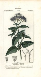 Vlindernevel, Ageratum corymbosum