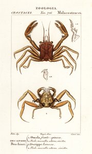 Draagkrab en dorripd krab
