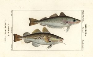 Kabeljauw, Gadus morhua, en wijting, Merlangius merlangus