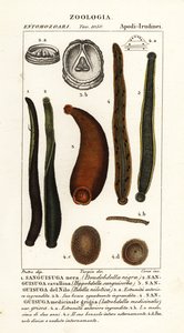 Gewone zwarte bloedzuiger, Hirudo verbana