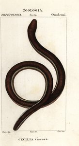 Gewone geelgestreepte wormsalamander, Ichthyophis glutinosus door Corsi Corsi
