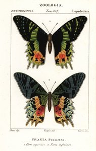 Oost-Afrikaanse zonsondergangmot, Chrysiridia croesus