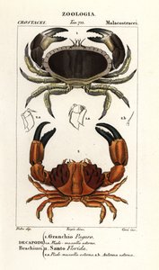 Eetbare krab en gegroefde krab