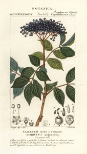 Europese zwarte vlierbes, Sambucus nigra door Corsi Corsi