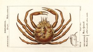 Europese spinnenkrab, Maja squinado