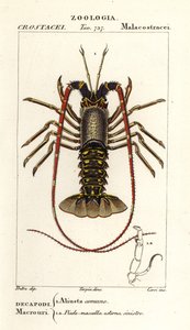 Europese langoest, Palinurus elephas door Corsi Corsi