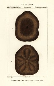 Platte zeebiscuit, Clypeaster rosaceus door Corsi Corsi