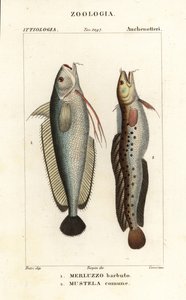 Baardvis, Phycis phycis 1 en vijfbaardvis, Ciliata mustela door Corsi Corsi