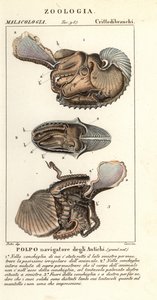Grote argonaut octopus, Argonauta argo