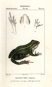 Groene kikker, Pelophylax kl esculentus door Corsi Corsi