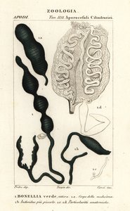 Groene lepelworm, Bonellia viridis door Corsi Corsi