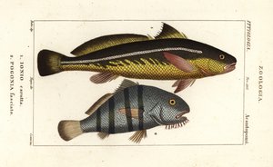 Karut knorvis, Johnius carutta en zwarte drum, Pogonias cromis