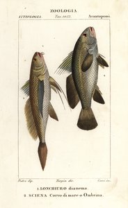 Langstaart knorvis, Lonchurus lanceolatus 1 en meagre, knorvis, steenbaars, schaduwvis, Argyrosomus regius 2 door Corsi Corsi