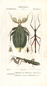 Bidsprinkhaan, bladinsect, wandelende tak, enz.