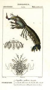 Bidsprinkhaankreeft, Gonodactylus chiragra