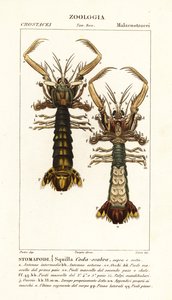 Bidsprinkhaankreeft, Lysiosquilla scabricauda door Corsi Corsi