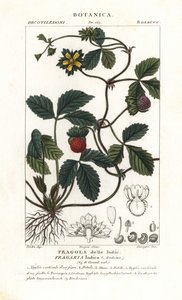 Schijnaardbei, Potentilla indica door Corsi Corsi