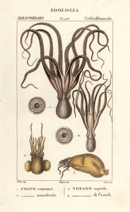 Octopus en inktvissoorten