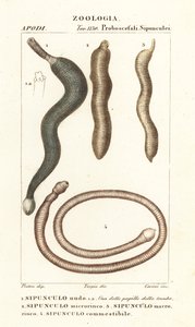 Pindawormen, Sipunculus nudus 1, Siphonosoma cumanense 4, enz.