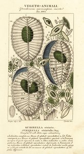 Plankton, Surirella striatula, Surirella striata door Corsi Corsi