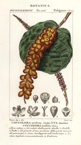 Zeedruif, Coccoloba uvifera door Corsi Corsi