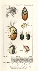 Soorten ostracoden door Corsi Corsi