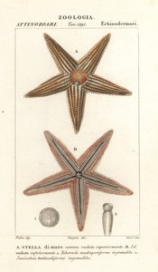 Zeester of zeester, Asterias rubens