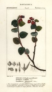 Theebes, Gaultheria domingensis door Corsi Corsi