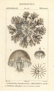 Ondersteboven kwallen, Cassiopea frondosa, Melicertum soorten en obelia poliep