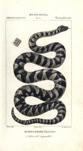 Wratten slang of kleine fileslang, Acrochordus granulatus door Corsi Corsi